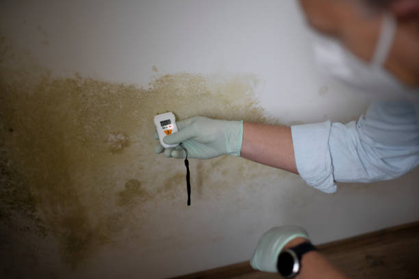 Best Mold Remediation for Specific Building Types in Fort Hunt, VA