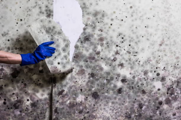Best White Mold Remediation in Fort Hunt, VA