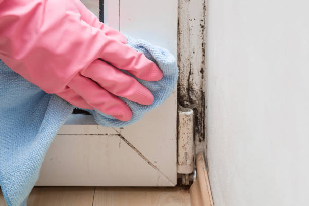 Best Attic Mold Remediation in Fort Hunt, VA